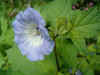  Zegekruid (Nicandra physalodes). Nachtschadefamilie (Solanaceae).