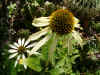 Zonnehoed (Echinacea)