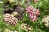 Duizendblad (Achillea desert eve deep rose) Composietenfamilie (Asteraceae of Compositae). 