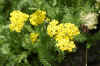  Duizendblad (Achillea desert eve yellow). Composietenfamilie (Asteraceae of Compositae). 