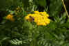 Duizendblad (Achillea filipendulina 'Cloth of gold'). Composietenfamilie (Asteraceae of Compositae).