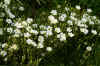 Zandkruid (Arenaria montana). Anjerfamilie (Caryophyllaceae). 