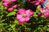 Clematis "Ville de Lyon". Buttercup family (Ranunculaceae).