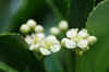 Evergreen spindle, Japanese spindle (Euonymus japonicus). Family Celastraceae.