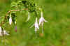 Bellenplant (Fuchsia magellanica 'Alba'). Teunisbloemfamilie (Onagraceae). 