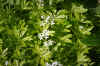 Lievevrouwebedstro (Galium odoratum). Sterbladigenfamilie (Rubiaceae). 