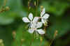 Prachtkaars (Gaura lindheimeri). Teunisbloemfamilie (Onagraceae). 