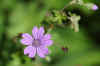 Bermooievaarsbek (Geranium pyrenaicum). Ooievaarsbekfamilie (Geraniaceae).