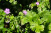 Bermooievaarsbek (Geranium pyrenaicum). Ooievaarsbekfamilie (Geraniaceae).