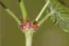 Bermooievaarsbek (Geranium pyrenaicum). Ooievaarsbekfamilie (Geraniaceae).