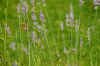 Lavendel (Lavandula). Lipbloemenfamilie (Lamiaceae).