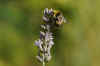 Lavendel (Lavandula). Lipbloemenfamilie (Lamiaceae).