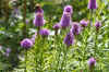 Lampepoetser (Liatris spicata). Composietenfamilie (Asteraceae of Compositae). 