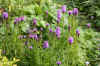 Lampepoetser (Liatris spicata). Composietenfamilie (Asteraceae of Compositae). 