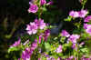 Groot Kaasjeskruid (Malva sylvestris) Kaasjeskruidfamilie (Malvaceae).