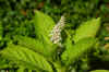 Oosterse karmozijnbes (Phytolacca acinosa). Karmozijnbesfamilie (Phytolaccaceae).