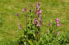 Dagkoekoeksbloem (Silene dioica synoniem: Melandrium rubrum of Lychnis diurna). Anjerfamilie (Caryophyllaceae). 