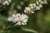 Chasteberry, Abraham's balm, lilac chastetree, monk's pepper (Vitex agnus castus 'Alba'). Family Lamiaceae. 