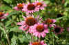 Zonnehoed (Echinacea). Composietenfamilie (Compositae of Asteraceae). 