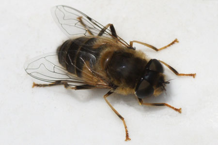 Drone fly, Dronefly (Eristalis pertinax). female Genus: Eristalis.